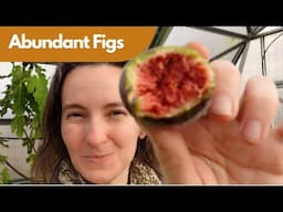 Growing Figs In a Greenhouse In The Ground