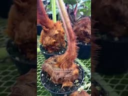 Cibotium Barometz Golden Chicken Fern growing inside Aroid Greenhouses