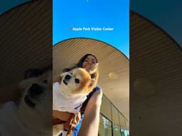 I took my 16 yr old Senior Dog to Apple Park! 🥹🍎 #seniordog #pomeranian #applestore