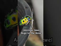 Tiny gems on legs! Watch these dazzling jewel bugs strut their stuff #JewelBugs #NatureIsCute