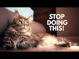 5 Ways You Are Hurting Your Maine Coon Cat Without Realizing