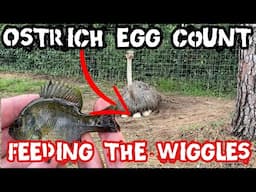 Official Ostrich Egg Count and Discovery In Our Pond