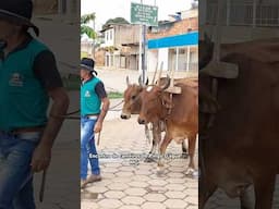 Encontro de Carreiros de Pingo D'água MG #viralvideo
