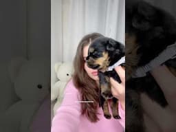 Baby Rottweiler girl
