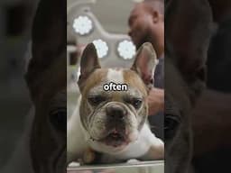 Top 10 WORST DOG BREEDS for Newbie Owners #shorts