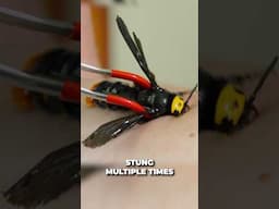 Mammoth Wasp Sting Test!