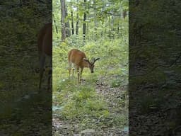 How big do you think this buck will be? 🦌 #deerhunting #deerseason