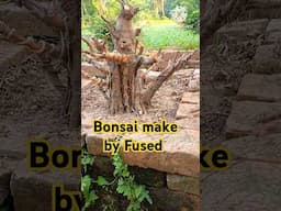 #ficus #bonsai #ficusracemosa #ficustree #banyantree #ficustree
