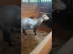 Cricket’s udder FINALLY popped! 🙌🏻 #goats #kiddingseason #babygoats