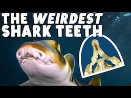 What’s Up With This Shark’s Mouth?