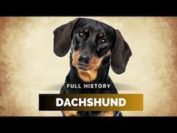Dachshund - Full History