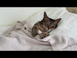😂 Cutest & Funniest Cats and Animal Moments 😸🐶 | 🥰🤣 Ultimate Funny Compilation 733