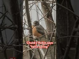 Robin says "hello spring!"