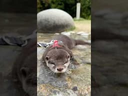 鼻ブクブクして遊ぶカワウソ #shorts