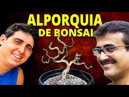 ALPORQUIA RADICAL EM BONSAI DE PITHECO - RESULTADO!