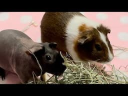 Will They Be Friends? Guinea Pig Bonding!