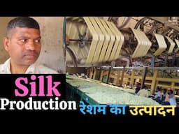4500/ Per Kg, रेशम उत्पादन, Silk production from silkworm, Sericulture farming, Silkworm farming,