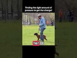 Find the right level of pressure! #dogtraining #dogtrainer #dogobedience #trainingdog #heeltraining