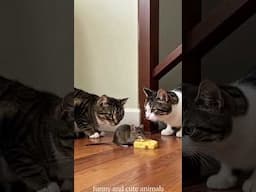 My Cat’s WEIRDEST Habit Exposed! 😳 #MyRecording"`