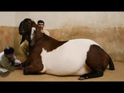 Pakistan Biggest Bakra's of Multan Cattle & Goat Farm #goat #bakra #cow