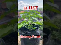 Tanam Cabe tanpa Semai di Polybag / how to plant chilies #caberawit #rawitkaliber #cabepolybag