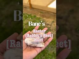 Bane’s Easter “Rabbit’s feet” Hunt #raisingbane #rghunt # #finnyvideos #funnydogvideos  #Easter