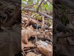 Morel mushroom hunters beware!
