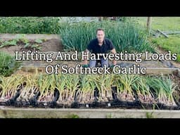How To Harvest Softneck Garlic And Tell When It Is Ready, Lifting Loads Of Garlic 2025