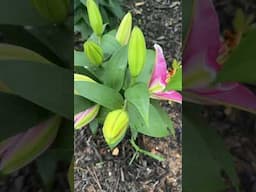 She bloomed quietly—like the pink lily. Self-love looks like this #selflove  #blooming #lilies