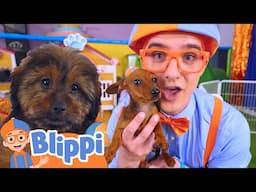 🐶 Blippi’s Puppy Playdate Adventure! | Fun Kids Songs & Learning | Blippi