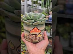 Echeveria ice green  | bikolanahardinera #shortvideo #succulent #echeveria