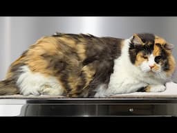 This cat is a rotund sassy purr machine 😍