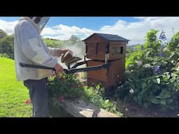 World Bee Day 2025!