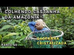 COLHENDO CASTANHA - CASTANHAS CRISTALIZADA - VÍDEO 60 - Amazonas