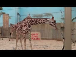 Indoor housing for giraffes at the Brookfield Zoo Chicago