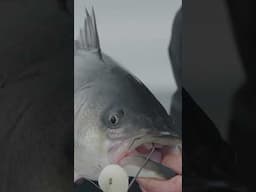 New Video with Salty Cape just went live! #hogylures #hogy