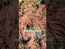 🍁Would you add a Japanese Maple to your garden?