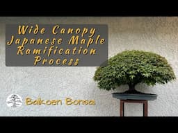 Wide Canopy Japanese Maple Ramification Process - Tom Lau -  Bonsai Technique - Baikoen Bonsai Club