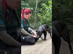 Earl's rescue from suspected dogfighting