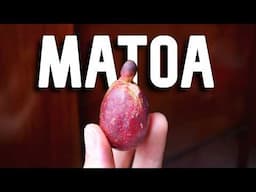 The Rare Cousin to Lychees and Rambutans - MATOA FRUIT