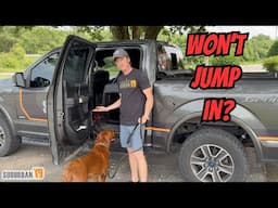 How to Teach Your Dog to Jump Into the Car