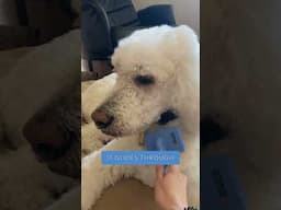 We Love Doodles Slicker Brush keeps your pup's coat smooth, shiny & show-stopping every day! ✨🐾