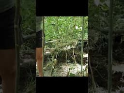 Survival Vest