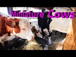Mini Herefords and Mini Aberdeen Cows  Eating Hay
