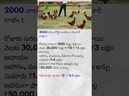 2000 నాటు కోళ్లతో నెలకు ₹2 లక్షల లాభం | Country Chicken Farming Business in Telugu#shots
