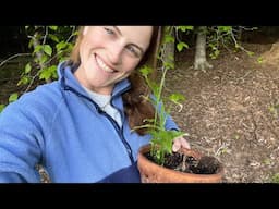 Planting Out Ginger & Rainy Weather | This Week In The Garden