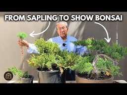 How to Grow a Juniper Bonsai: From Sapling to Show-Ready Bonsai