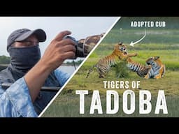 TIGERS OF TADOBA Ep 1 - Filming Wildlife in Tadoba-Andhari Tiger Reserve | Feat. MAMA & BHANJA