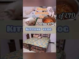 Kittens care #cat #shorts #trending