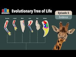Evolutionary Tree of Life | Episode 5 - What's the Evidence for Evolution?